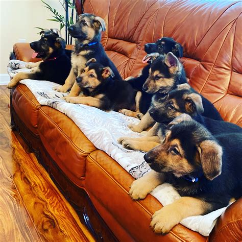 Buy or sell new and used items easily on facebook marketplace, locally or from businesses. German Shepherd Puppies For Sale | Spokane Valley, WA #322466