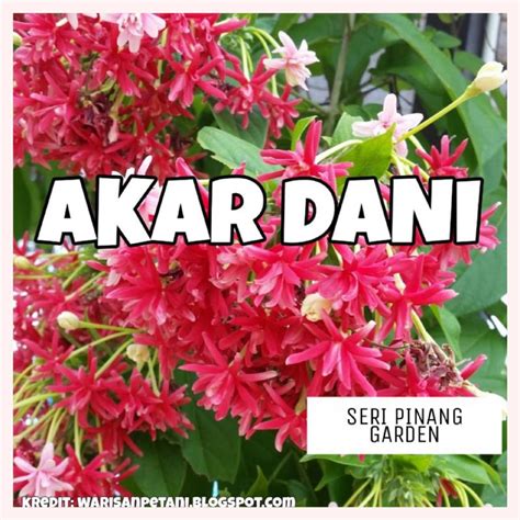 Anak Pokok Akar Dani Creeping Plant Shopee Malaysia