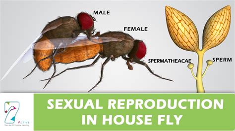 How Do Flies Have Sex Cam With Her