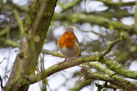 Robin Erithacus Rubecula Free Stock Photo Public Domain Pictures