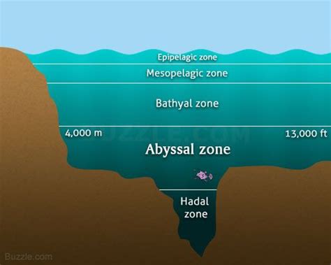 Abyssal Zone Diagram Fun Facts Ocean Zones Ocean Habitat