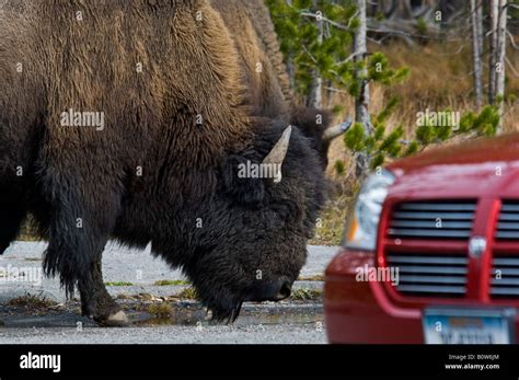 American Bison Buffalo Next To Tourist Car In Yellowstone National Park