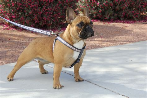 This will reflect the french bulldog's regal and beautiful looks. Red-fawn female french bulldog