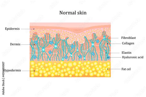 Stockvector Structure Human Skin With Collagen And Elastin Fibers