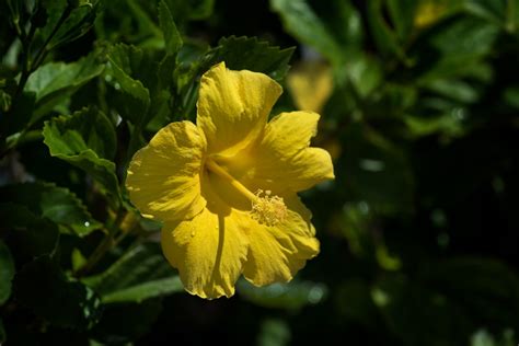 Yellow Hibiscus Scene Of Hawaii By Wavees