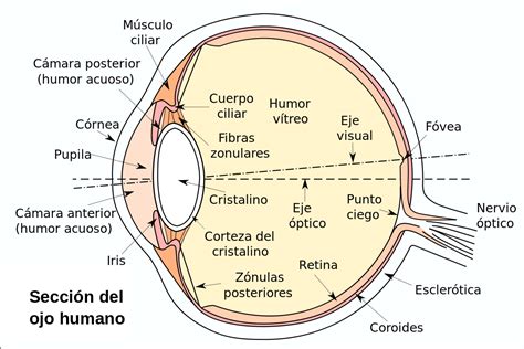 Ojo Humano Wikipedia La Enciclopedia Libre