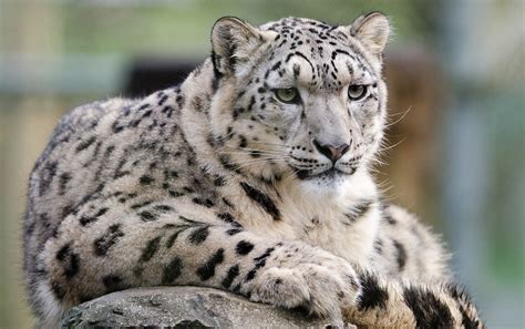 Cats That Look Like Leopards Domestic Breeds That Look