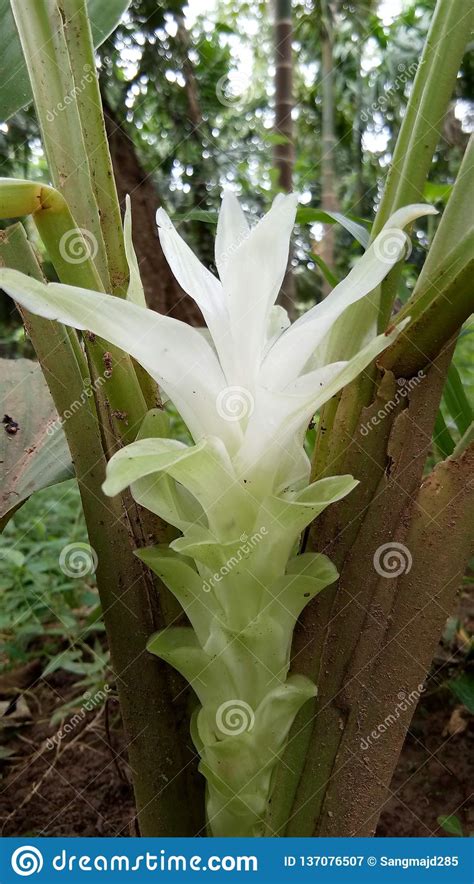 Turmeric Flower Stock Image Image Of Plant Spice Grown