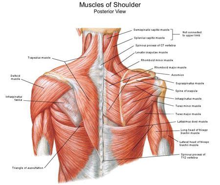 See more ideas about muscle diagram, medical anatomy, muscle anatomy. Muscles Of Shoulder | Shoulder muscle anatomy, Muscle ...