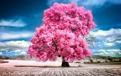 Sky Clouds Pink Summer Beauty Beautiful Tree Nature Landscape Wallpaper