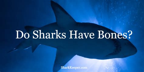 Do Sharks Have Bones Shark Keeper