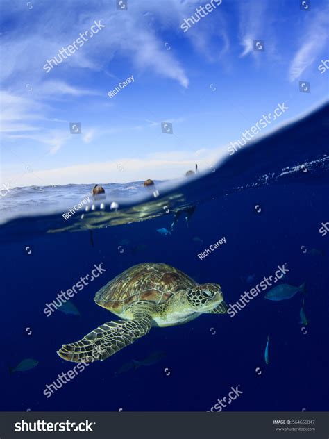 Snorkeling Sea Turtle Half Half Over Stock Photo 564656047 Shutterstock