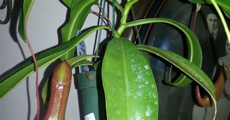 A lowland nepenthes that is native to the philippines. Taking Care of a Tropical Pitcher Plant | Hometalk