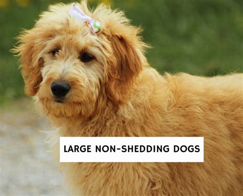 Top 10 Cutest Big Dogs That Dont Shed Videos And Pictures