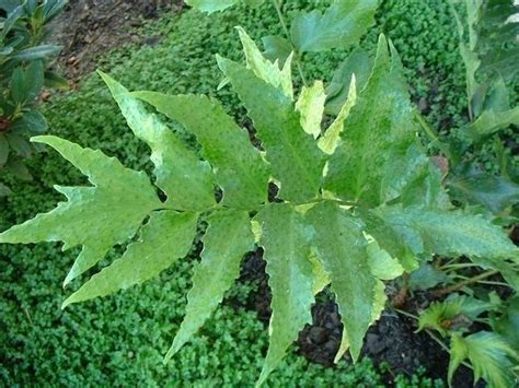 Check spelling or type a new query. PlantFiles Pictures: Japanese Holly Fern, Japanese Netvein ...