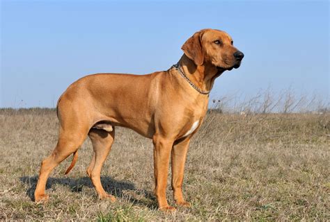 Rhodesian Ridgeback Growth Chart Weight And Size By Age Pawleaks