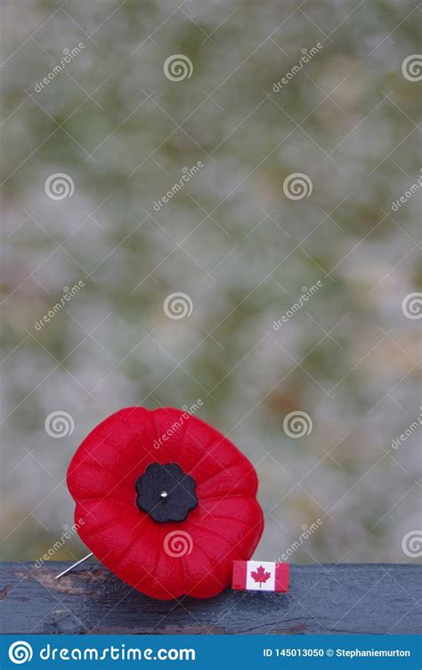 Remembrance Day Poppy On White Background With Copy Space Stock Photo
