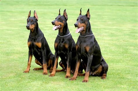 All The Colors And Types Of The Doberman Pinscher Doberman Planet 2022