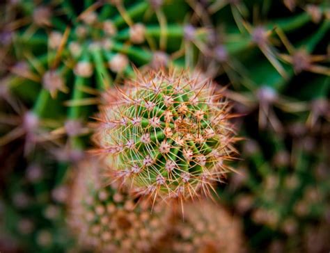 Beautiful Macro Shots Of Prickly Cactus Background And Textures Stock