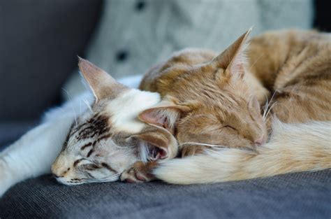Join our classifieds and list your animals today — for free. sleepy cats | Nuno & Gusto | Oriental Longhair, Balinese ...