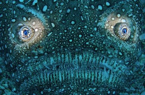 Zona lautan yang paling gelap adalah laut dalam (termasuk palung dalam). Foto - foto Kehidupan Bawah Laut Yang Misterius ~ Nuansa ...