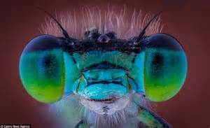 Photographer Kutub Uddin Takes Close Up Shots Of British Insects Reveal