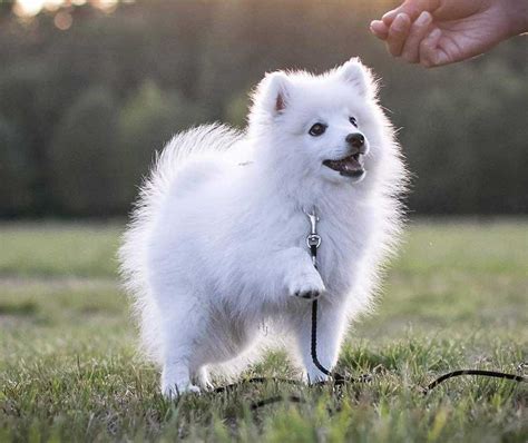 Japanese Spitz Information And Dog Breed Facts Pets Feed
