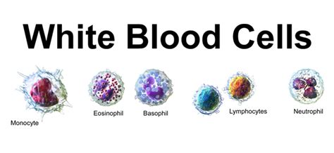 Reasons For Immature Granulocytes Ig And Absolute Normal Range