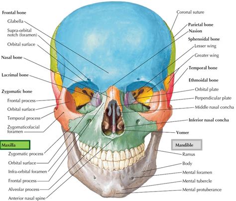 Maxilla Bone Maxilla Anatomy And Maxilla Function