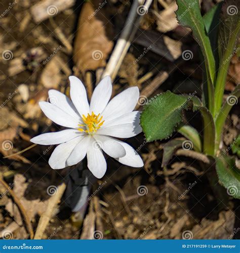 Bloodroot Sanguinaria Canadensis Stock Image Image Of Flower