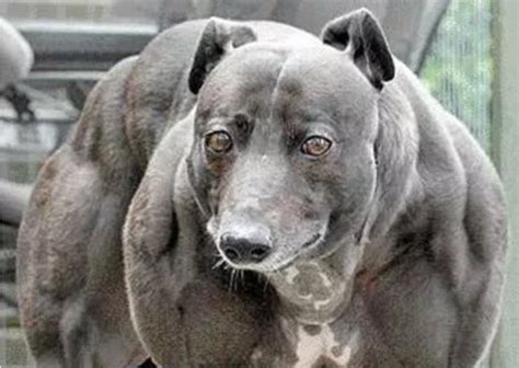 Is This The Strongest Dog In The World