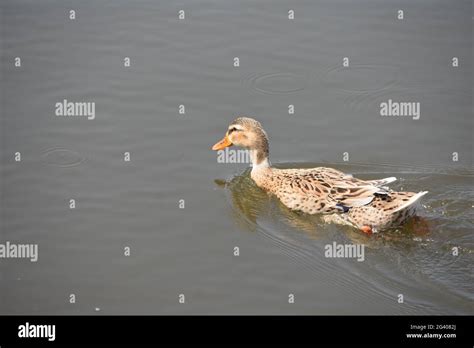 Imagesfor Duck Hi Res Stock Photography And Images Alamy
