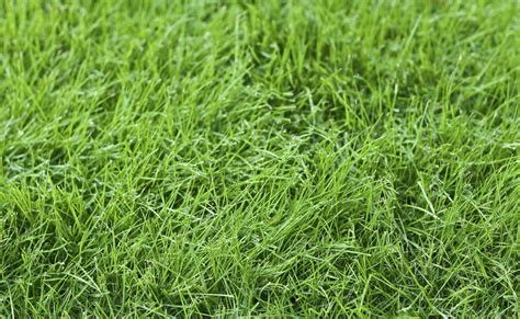4 Grass Types For Lawns In Baltimore Md Lawnstarter