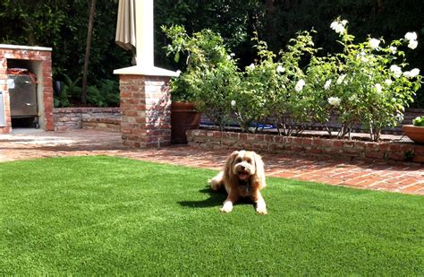 Fake Grass For Dogs And All Pets Synthetic Turf International