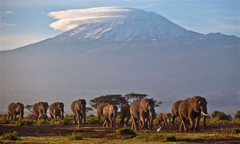 Tanzania Elephant Population Declined By 60 In Five Years Census