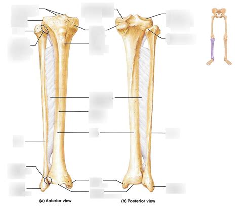 Lower Leg Bones And Markings Diagram Quizlet