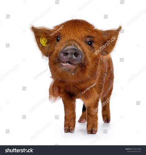 Adorable Ginger Kunekune Piglet Standing Facing Stock Photo 1456410986