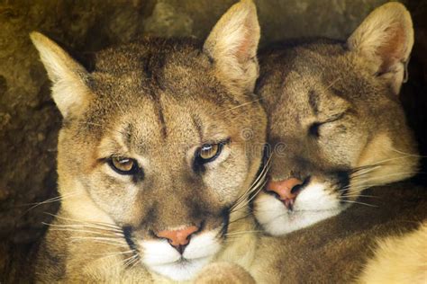 Mountain Lion Affectionate Pair Sleep Together In Royalty Free Stock