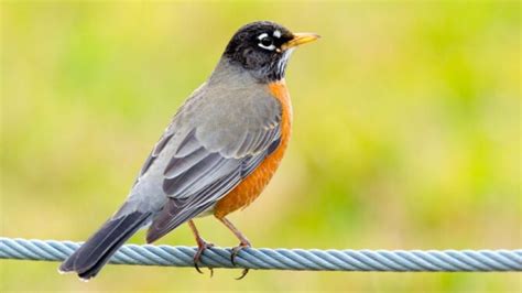 15 Birds That Look Like Robins But Arent W Pictures