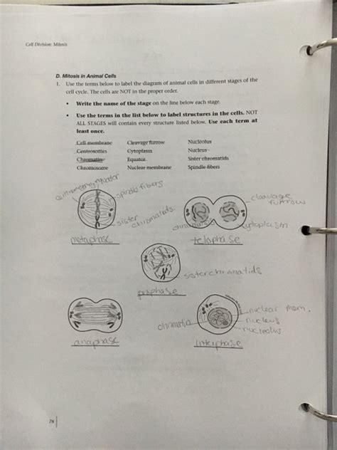 As the cell accumulates dye and shrinks in volume, the cell dye content becomes more concentrated and can be visualized with light microscopy. Solved: C. The Mitotic Apparatus In An Animal Cell Label F ...
