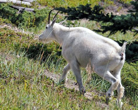Rocky Mountain Goat Jasper Np Canada Niall Fritz Flickr