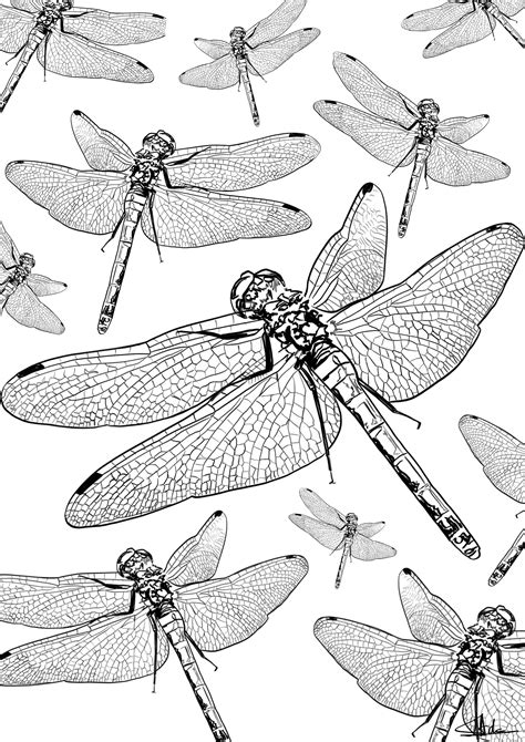 A5 Beautiful Dragonfly Wall Art Prints Black And White Wall Etsy