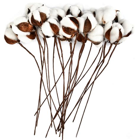 qlouni 20 pack rustic natural cotton bolls with faux tall stems cotton stems flower for
