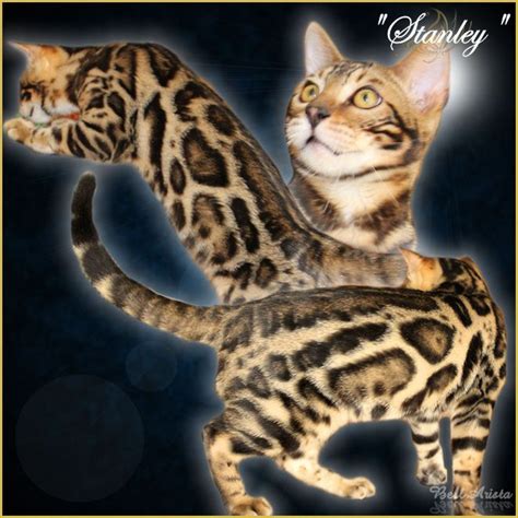 Are bengal cats family friendly? Bengal Cat Breeder & Kittens For Sale in Florida ...