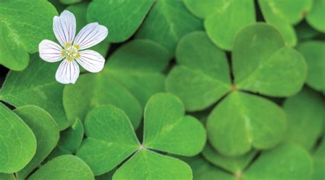 How To Grow Shamrocks Tips And Care Farmers Almanac Plan Your Day