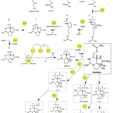 Structure Of Saxitoxin Stx And Side Group Moieties Produced By Marine Download Scientific