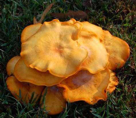 September Fungi In North Georgia Jr P Flickr