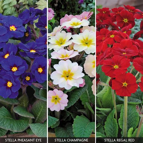 Impressionnant Growing Polyanthus In Australia ~ Spot And Stripe