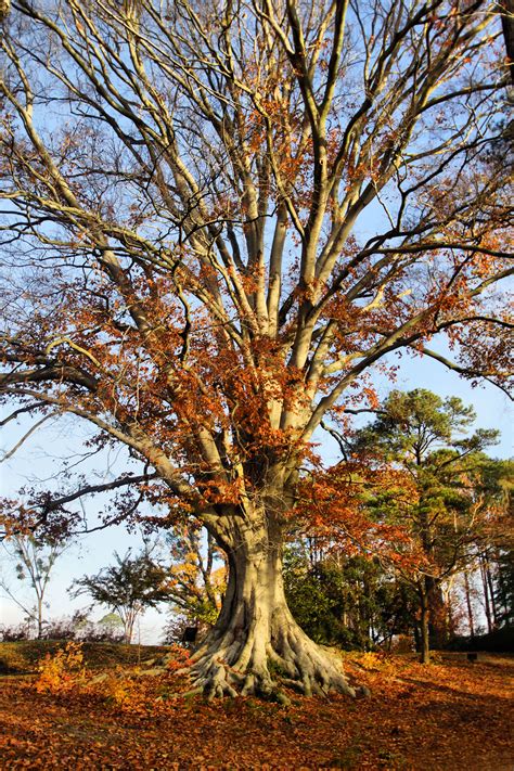 Beech Treeover 175 Years Old Near Lake Maury Newport News Virginia