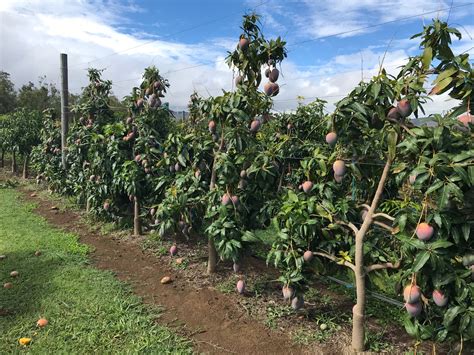 Vigour Management A Key Component For Mango Orchard Intensification